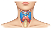 Thyroid